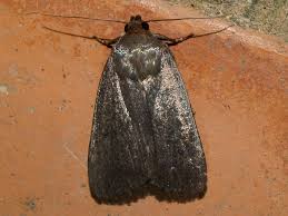 Attēlu rezultāti vaicājumam “Amphipyra livida”