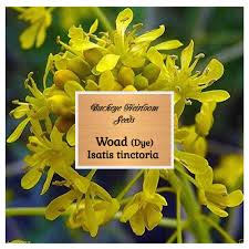 Image result for Isatis tinctoria