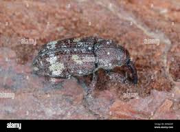 Attēlu rezultāti vaicājumam “Pissodes castaneus”