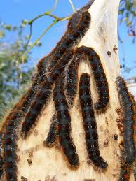 Attēlu rezultāti vaicājumam “Eriogaster lanestris larva”