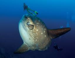 Image result for Mola mola