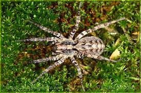 Attēlu rezultāti vaicājumam “Lycosidae”