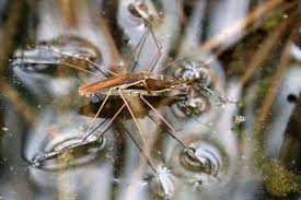 Attēlu rezultāti vaicājumam “Limnoporus rufoscutellatus”