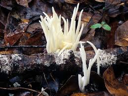 Attēlu rezultāti vaicājumam “Clavaria sphagnicola”