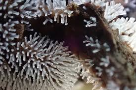 Attēlu rezultāti vaicājumam “Ceratiomyxaceae”