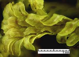 Attēlu rezultāti vaicājumam “Diplophyllum albicans”