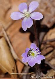 Attēlu rezultāti vaicājumam “Hepatica nobilis fruit”