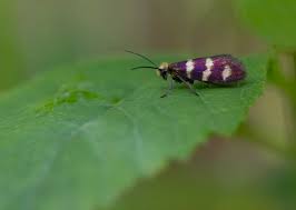 Attēlu rezultāti vaicājumam “Micropterix aureatella”