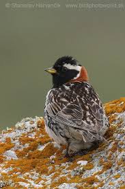 Image result for Calcarius lapponicus