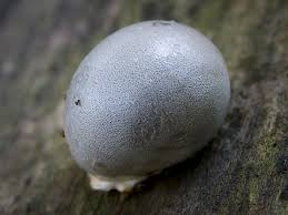 Attēlu rezultāti vaicājumam “Lycogala cf. fossiculatum macro”