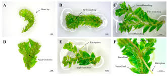 Attēlu rezultāti vaicājumam “Seligeria donniana sporophyte”