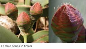 Attēlu rezultāti vaicājumam “Bulbochaete mirabilis”