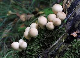 Attēlu rezultāti vaicājumam “Lycoperdon pyriforme young”