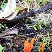 Attēlu rezultāti vaicājumam “Clavulinopsis helvola”