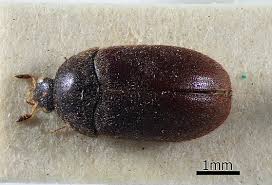 Attēlu rezultāti vaicājumam “Anthrenus sp.”