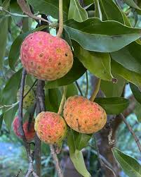 Attēlu rezultāti vaicājumam “Crataegus x macrocarpa fruit”