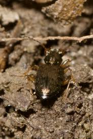 Attēlu rezultāti vaicājumam “Asaphidion pallipes”