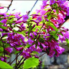 Attēlu rezultāti vaicājumam “Weigela praecox”