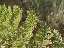Attēlu rezultāti vaicājumam “Chaerophyllum aromaticum leaf”