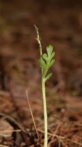 Attēlu rezultāti vaicājumam “Botrychium matricariifolium”