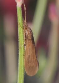 Attēlu rezultāti vaicājumam “Oecetis ochracea”