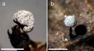 Attēlu rezultāti vaicājumam “Didymium sp.”