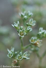 Attēlu rezultāti vaicājumam “Scleranthus perennis flower”