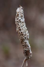 Attēlu rezultāti vaicājumam “Diastrophus rubi”