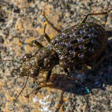 Attēlu rezultāti vaicājumam “Elaphrus cupreus”