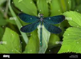 Attēlu rezultāti vaicājumam “Calopteryx virgo male”