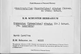 Attēlu rezultāti vaicājumam “Anastrophyllum minutum”