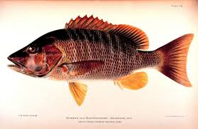 Image result for Lutjanus jocu