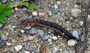 Attēlu rezultāti vaicājumam “Dytiscus sp. larva”