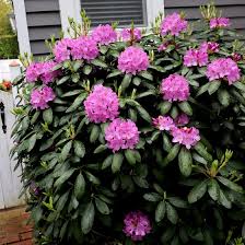 Attēlu rezultāti vaicājumam “rhododendron”