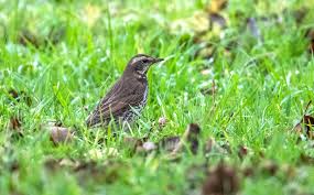Image result for Turdus eunomus