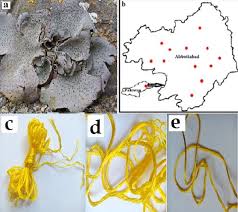 Attēlu rezultāti vaicājumam “Dermatocarpon miniatum”