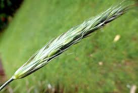 Image result for Secale cereale