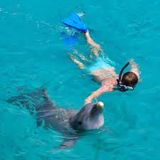 Image result for Durley Dolphin Diver