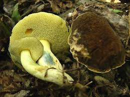 Attēlu rezultāti vaicājumam “Xerocomus pruinatus”