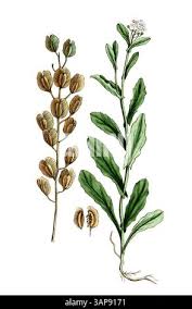 Attēlu rezultāti vaicājumam “Thlaspi arvense”