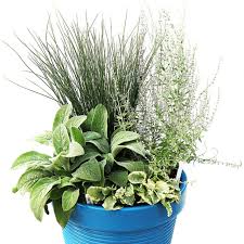 Attēlu rezultāti vaicājumam “Juncus inflexus bud”