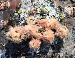 Attēlu rezultāti vaicājumam “Hemitrichia sp.”