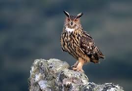 Attēlu rezultāti vaicājumam “Bubo bubo adult”