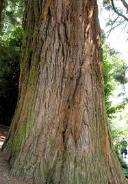 Image result for Mammutbaum