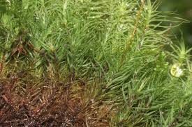 Attēlu rezultāti vaicājumam “Bartramia pomiformis”