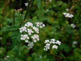 Attēlu rezultāti vaicājumam “Torilis japonica”