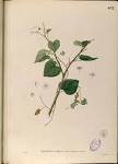 File:<b>Cissampelos</b> pareira