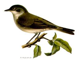 Attēlu rezultāti vaicājumam “Sylvia curruca”