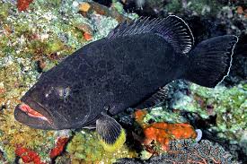 Image result for Mycteroperca venenosa