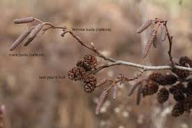 Attēlu rezultāti vaicājumam “Alnus incana bud”